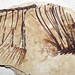 Fossil fish (Fossil Butte Member, Green River Formation, Lower Eocene; Ulrich's Fossil Quarry, west of Kemmerer, Wyoming, USA) 12