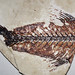 Fossil fish (Fossil Butte Member, Green River Formation, Lower Eocene; Ulrich's Fossil Quarry, west of Kemmerer, Wyoming, USA) 14