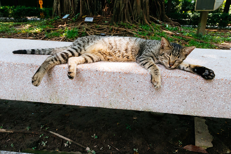 sleeping cat<br/>© <a href="https://flickr.com/people/37837114@N00" target="_blank" rel="nofollow">37837114@N00</a> (<a href="https://flickr.com/photo.gne?id=53182167410" target="_blank" rel="nofollow">Flickr</a>)