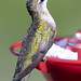 hummingbird -  Hampton Roads  Virginia