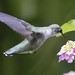 hummingbird -  lantana plant -  Hampton Roads  Va.