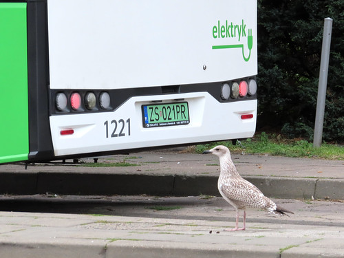 A bird enjoying electric buses