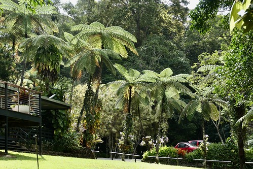 Ferns and trees, Rainforest Lodge at Lake Eacham, Australia