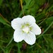 Grass of Parnassus in the damp woodland on the way up to the Devil's Beef Tub rim