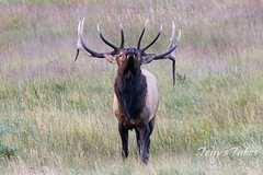 September 10, 2023 - Elk bull ready for the rut. (Tony's Takes)