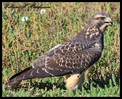 September 8, 2023 - Young Swainson's hawk on the ground. (Bill Hutchinson)