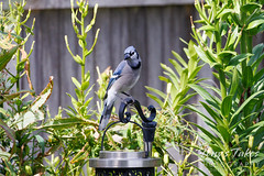 September 2, 2023 - Blue jay hanging out. (Tony's Takes)