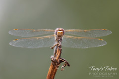 September 4, 2023 - Dragonfly hanging out. (Tony's Takes)