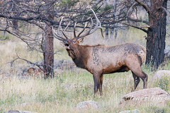 September 9, 2023 - Bugling elk bull. (Tony's Takes)