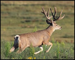 September 8, 2023 - Mule deer buck on the run. (Bill Hutchinson)