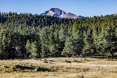 September 9, 2023 - An elk moves through a meadow with Longs Peak in the background. (Tony's Takes)