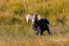 September 9, 2023 - Bighorn sheep ram having some grass. (Tony's Takes)