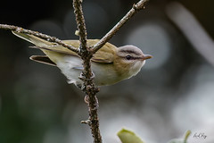 1.17683 Viréo aux yeux rouges / Vireo olivaceus olivaceus / Red-eyed Vireo