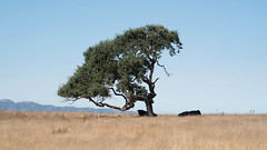 Tree and Two Cows Outside Los Alamos, California
