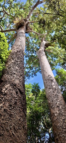 Kauri Pines at Lake Barrine, Australia