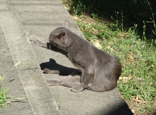A Velikovo Tarnovo Cat