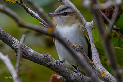 1.17683 Viréo aux yeux rouges / Vireo olivaceus olivaceus / Red-eyed Vireo