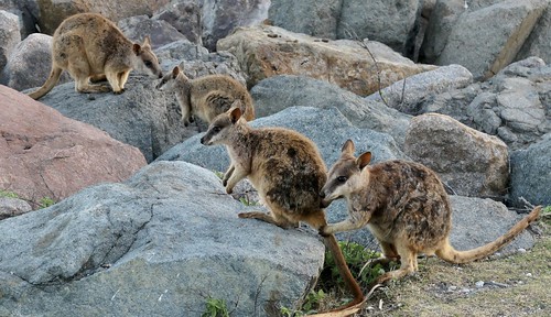 Rock wallabies at Nelly Bay, Magnetic Island, Australia