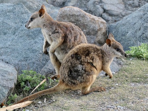 Rock wallabies at Nelly Bay, Magnetic Island, Australia