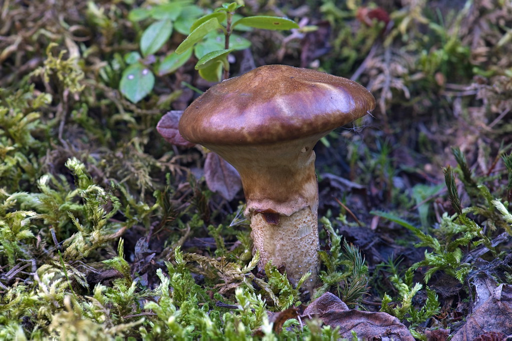 Jack Mushroom images