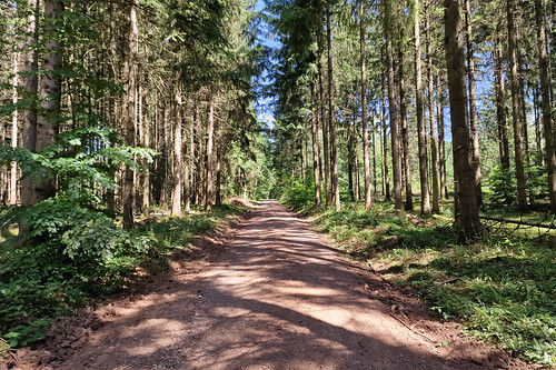 Forest track near Hellenberg