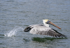 Brown pelican take-off