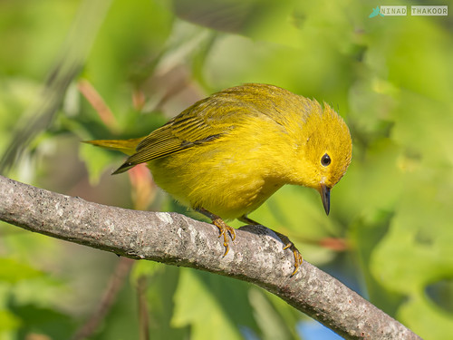 Yellow Warbler • <a style="font-size:0.8em;" href="http://www.flickr.com/photos/59465790@N04/53202992236/" target="_blank">View on Flickr</a>