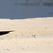African skimmer