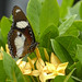 Diadem butterfly