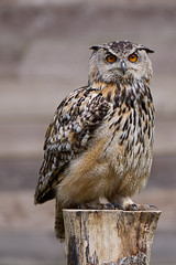 Canadian eagle owl (Canadese Oehoe)