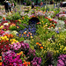 Overwhelmed by colour, at Toowoomba Carnival of Flowers