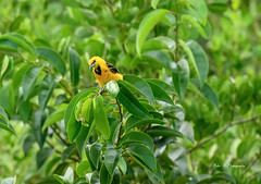 Spot-breasted Oriole