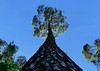 mammutbaum bad lippspringe