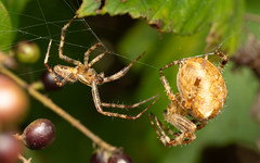 Garden spider Araneus diadematus m&f