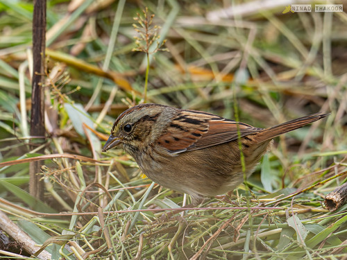 Swamp Sparrow • <a style="font-size:0.8em;" href="http://www.flickr.com/photos/59465790@N04/53213791007/" target="_blank">View on Flickr</a>