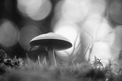 [Small Fungi 57 | 20230926-A7202411.JPG]