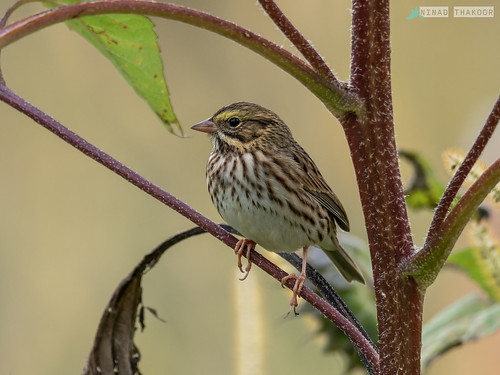 Savannah Sparrow • <a style="font-size:0.8em;" href="http://www.flickr.com/photos/59465790@N04/53215186070/" target="_blank">View on Flickr</a>