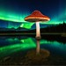 Mushroom Lake