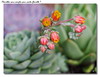 Floraison succulente (2/3)