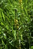 Gewhnlicher Odermennig (Agrimonia eupatoria); Hemmelmark, Barkelsby (2)