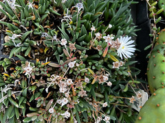 Bergeranthus sp.2