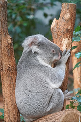 Koala (ZooParc de Beauval)