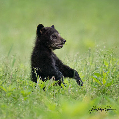 “Sleepwalking Bear Cub” found at Cades Cove Tennessee | Judy Royal Glenn Photography