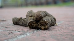 Dog poop on a sidewalk [03]