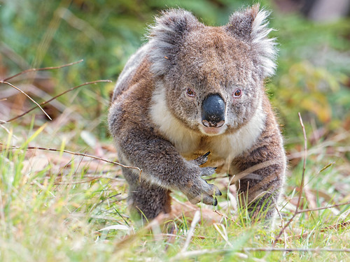 Koala's walkabout