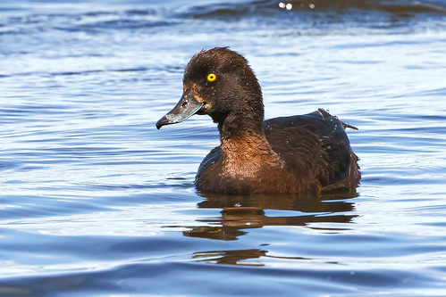 Vigg / Tufted duck 2023-05-22_01