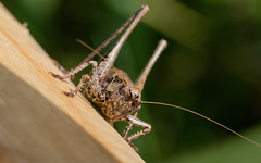 Dark bush-cricket f