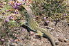 Timon lepidus - Lagarto ocelado - ocellated lizard