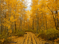 Yellow trail