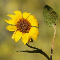 Windblown Sunflower